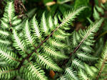 Fern Fractals