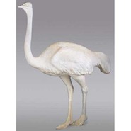 Bird - Ostrich | Fiberglass Animal