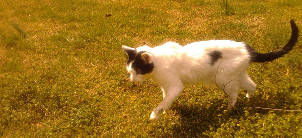 Heart the cat. Sometime in 1996 - March 14, 2013