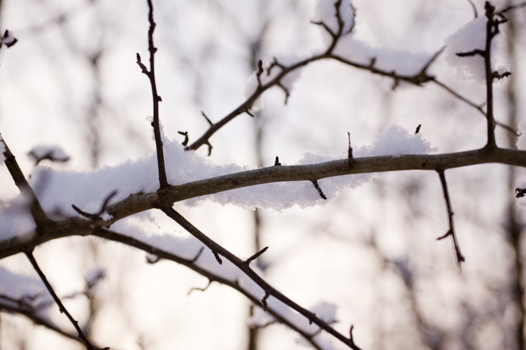 How to Rid Your Trees of Black Knot Disease