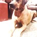 diesel