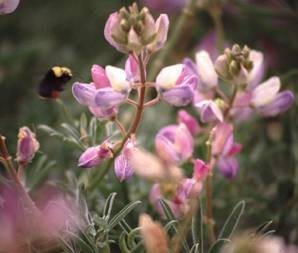 Gardening for Native Bees