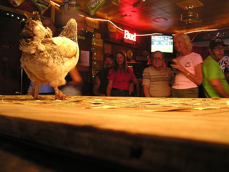 Chicken Shit Contest at Sweets Lounge