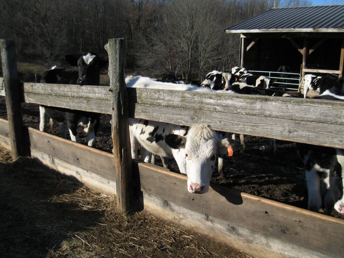 Tom Knowlton Farms 3 of 3 (92 Knowlton Hill Road, Ashford (Eastern