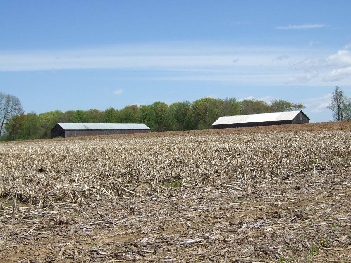 Joseph Cohen Farm 3 of 3 tobacco sheds (81 Frog Hollow Road