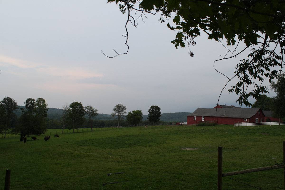 Mohawk Bison Farm [ Part 1/2 ] (47 Allyn Road, Goshen (Northwest