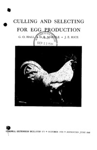 Number 175, Edition Reprint - Culling and Selecting for Egg Production: Cornell extension bulletin
