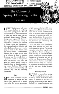 Number 896 - The Culture of Spring Flowering Bulbs: Cornell extension bulletin