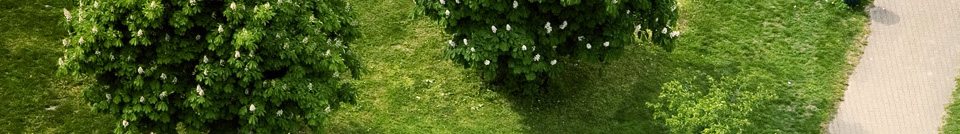 head_middle_image