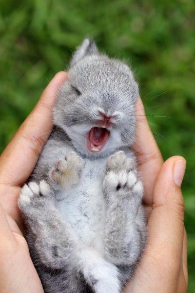 Yawning baby rabbit