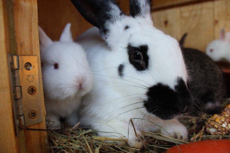 Bunny family portrait
