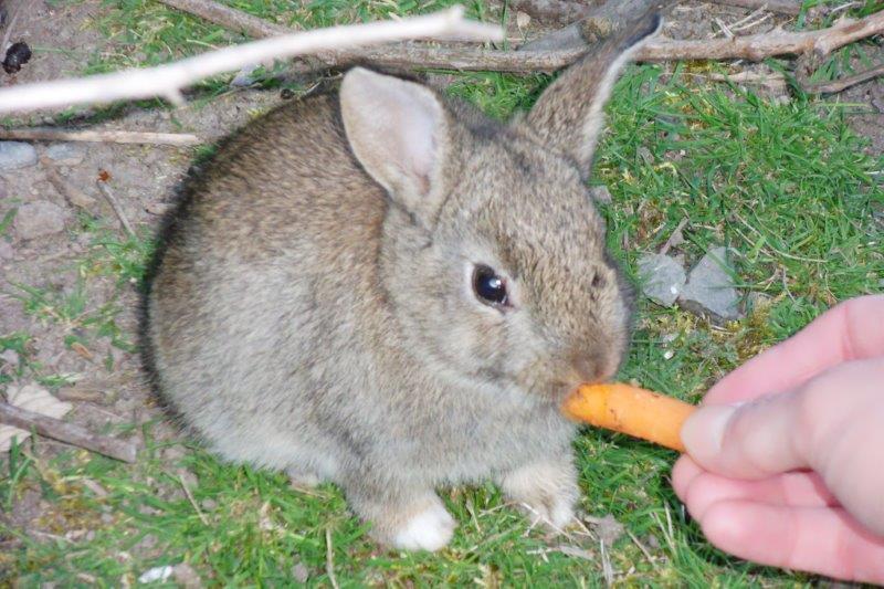Can 3 week old bunny eat carrots? Rankiing Wiki Facts, Films