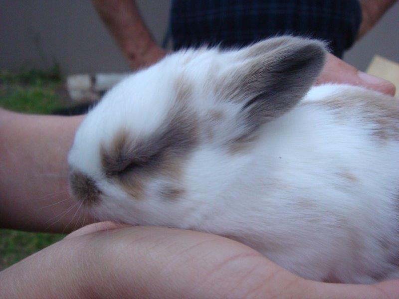 Cute baby rabbit sleeping in owners hands