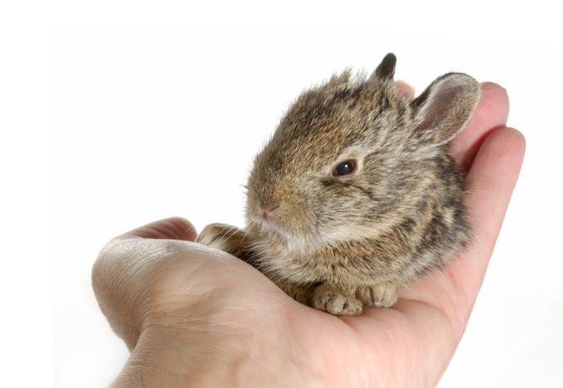 Cute baby rabbit comfy in dads hand