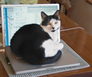 cat hot spot