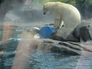 polar bear