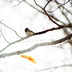 24_chickadee
