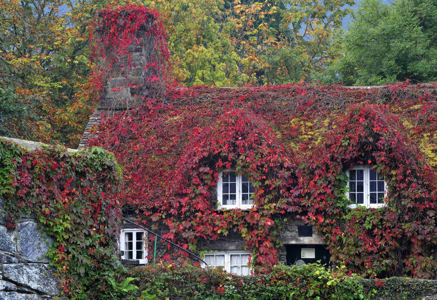 The Virginia Creeper covering a 15thcentury cottage housing the Tu