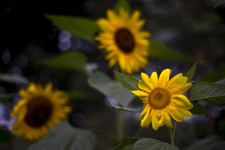 ap-cuba-flower-vendor-photo-essay