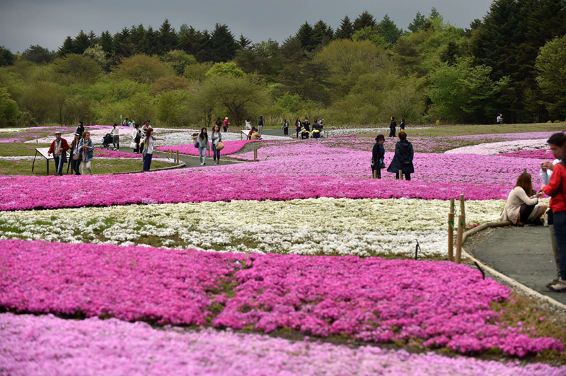 JAPANTOURISMFLOWERSFESTIVAL