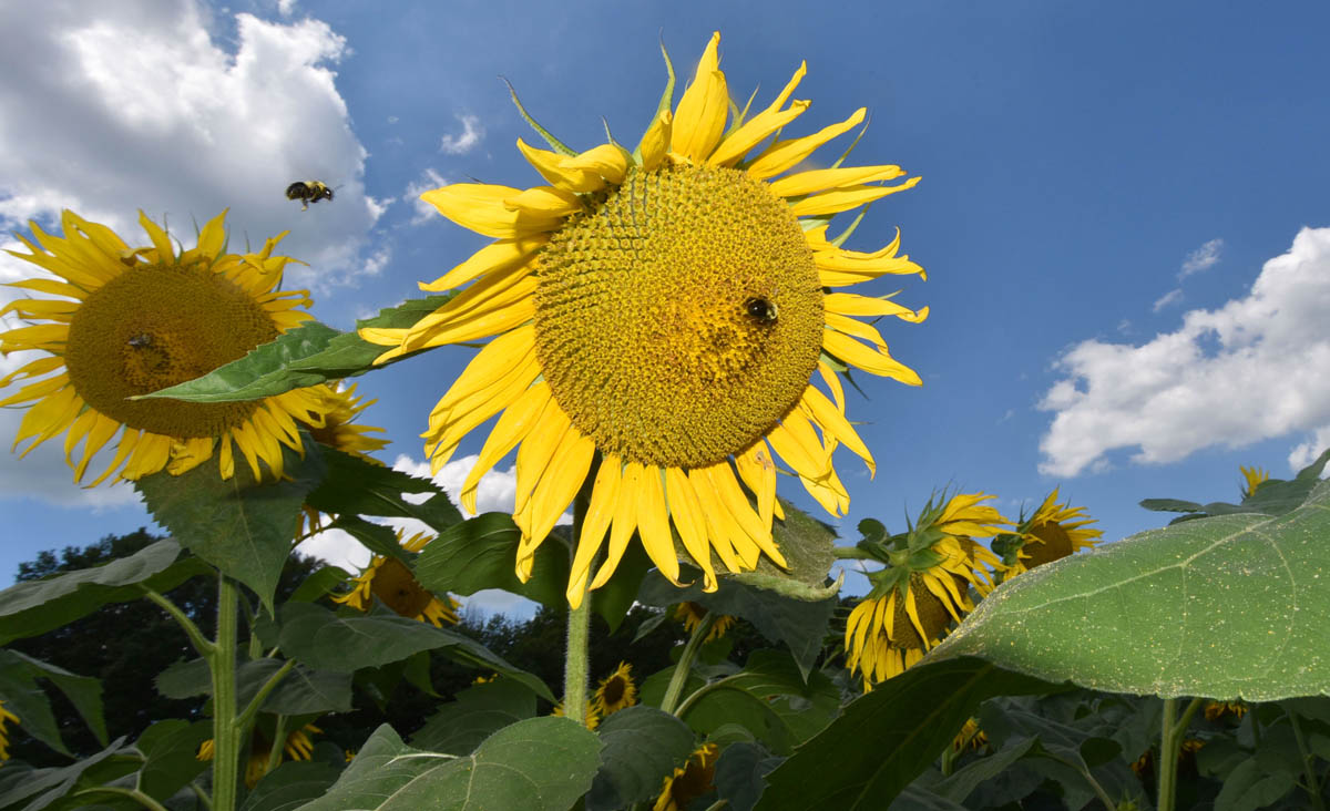 Pick your own sunflowers
