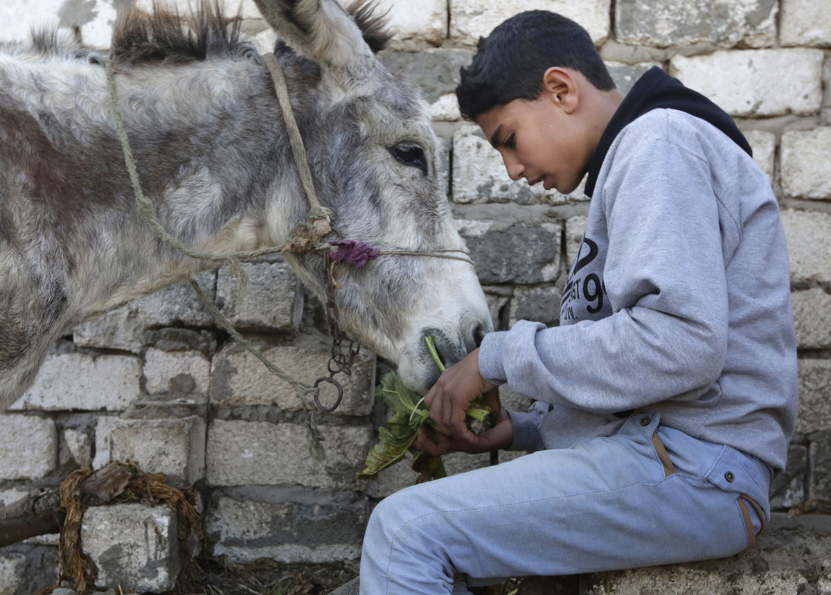 Meet Egypt’s famous jumping donkey