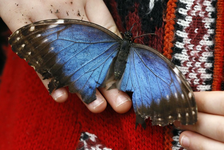 ‘Sensational Butterflies’ exhibit at London’s Natural History Museum