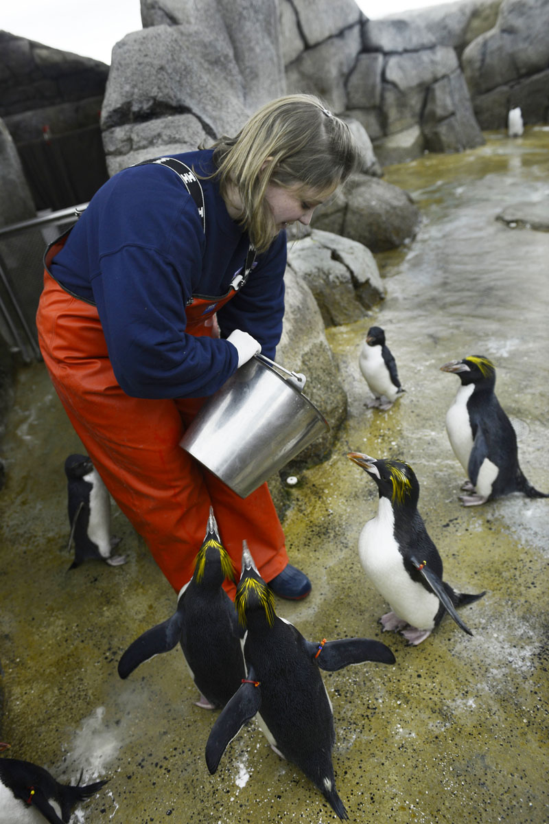 APphoto_Detroit Zoo Penguins