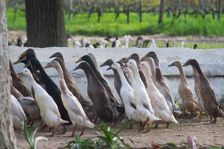 1000 trained ducks tend vineyard