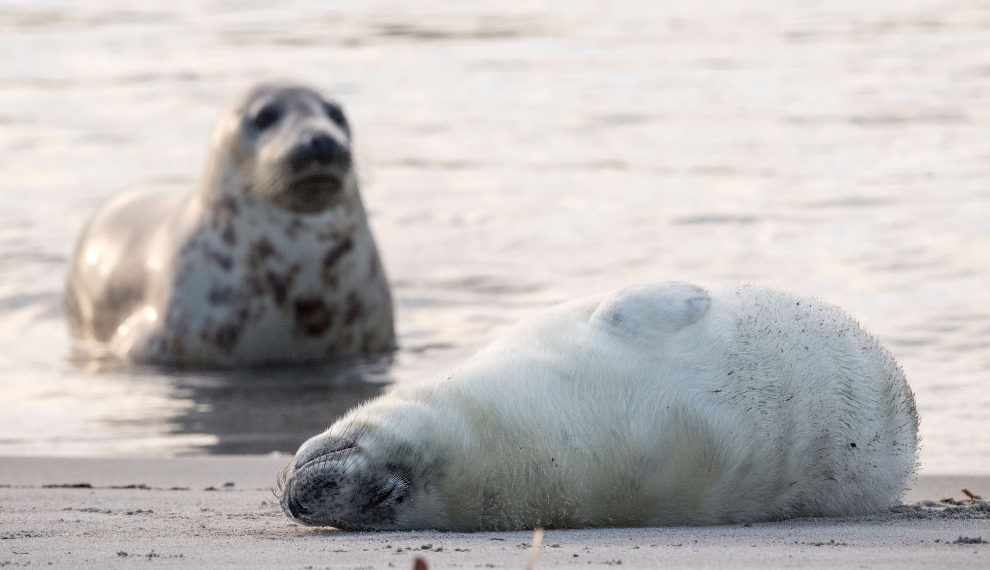 GERMANYANIMALENVIRONMENTSEAL
