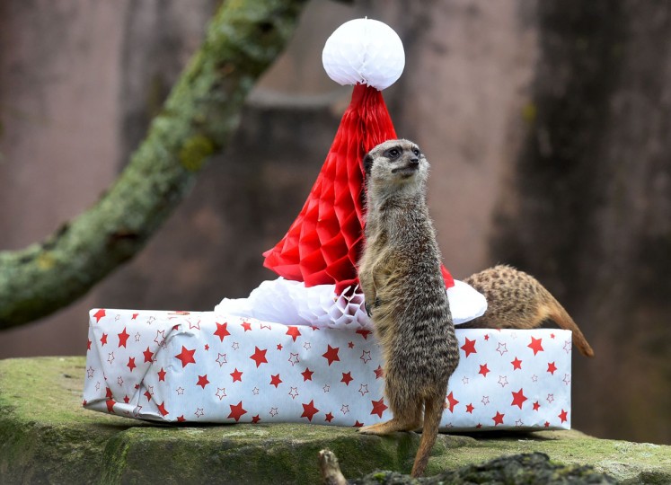 Zoo animals open their Christmas presents