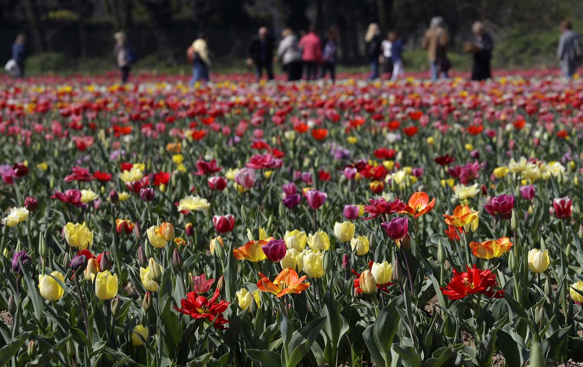 Blooming fields of tulips in Milan, Italy