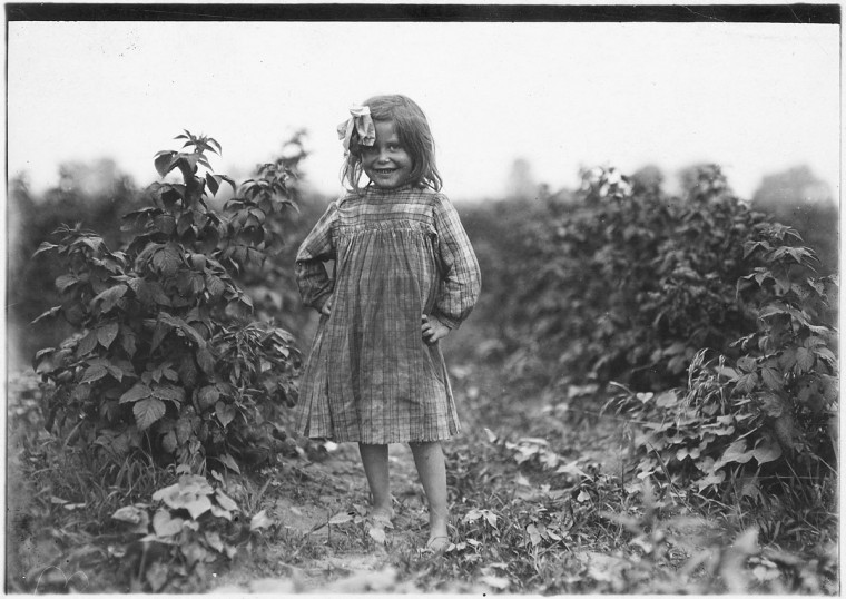 Original Caption: Laura Petty, a 6 year old berry picker on Jenkins Farm. "I'm just beginnin'. Licked two boxes yesterday." Gets 2 [cents] a box. Rock Creek, Md, June 1909. (Lewis Hine/Photo courtesy of NARA)