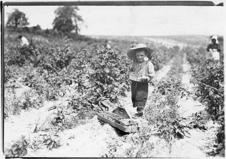 Original Caption: A four year old helper in the berry fields. Mother said, He helps a little. Rock, Creek, Md, June 1909. (Lewis Hine/Photo courtesy of NARA)