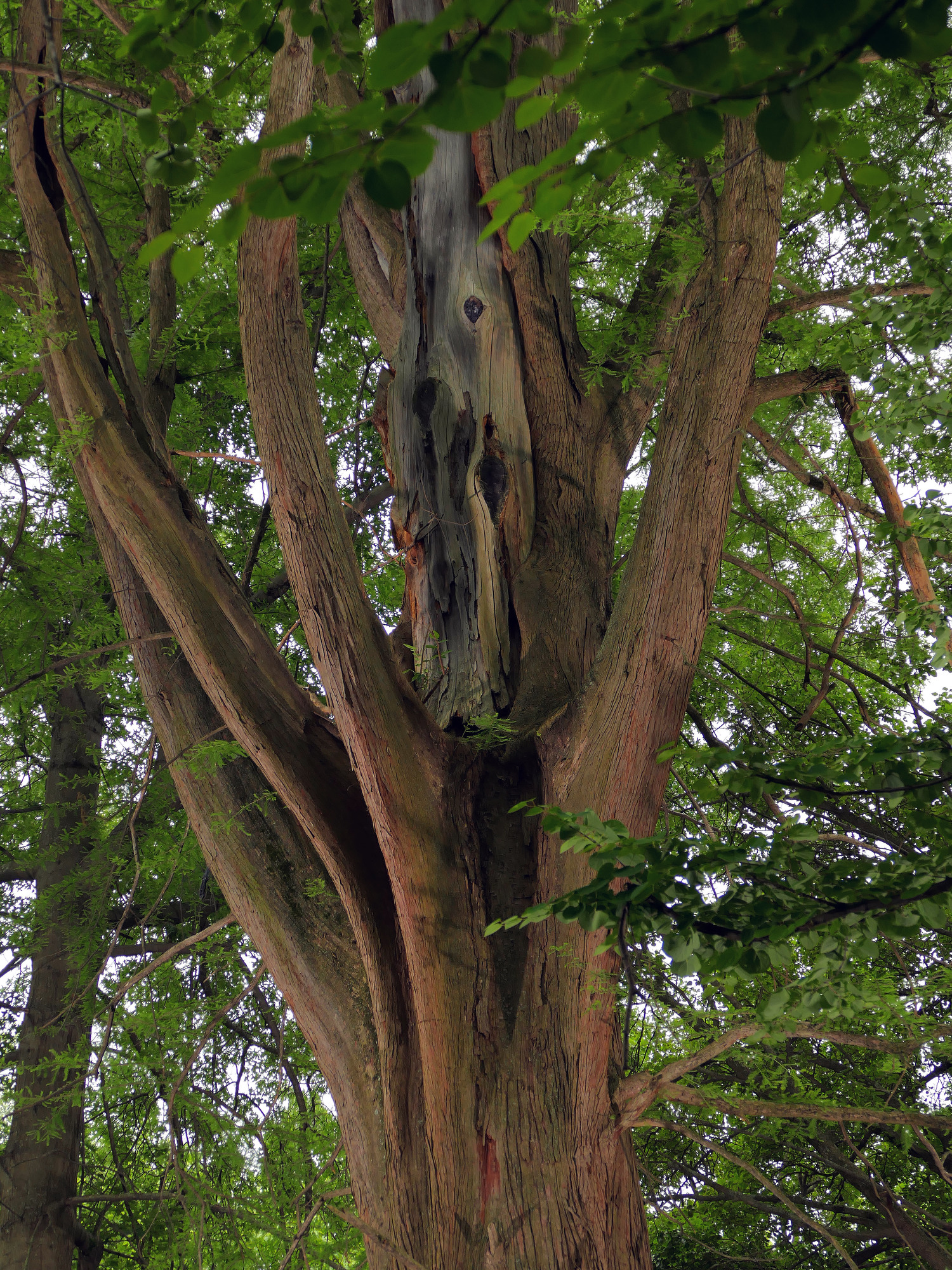 Baltimore’s big trees