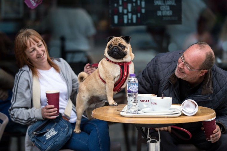 A pug dog and its owners have a drink in a cafe before attending