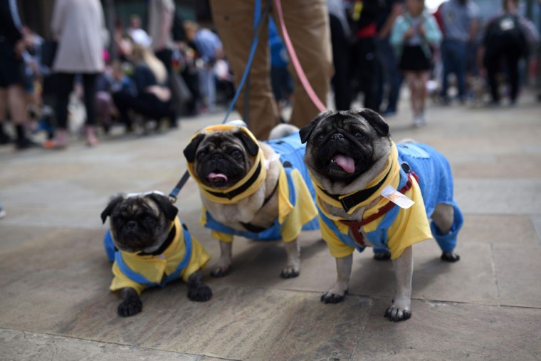 BPug dogs and their owners arrive at PugFest Manchester