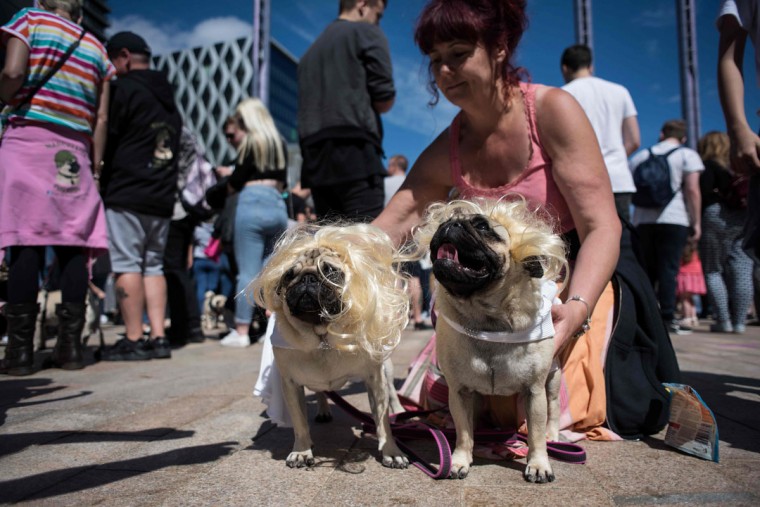 Pug dogs, dressed as Marilyn Monroe, pose for a photograph during