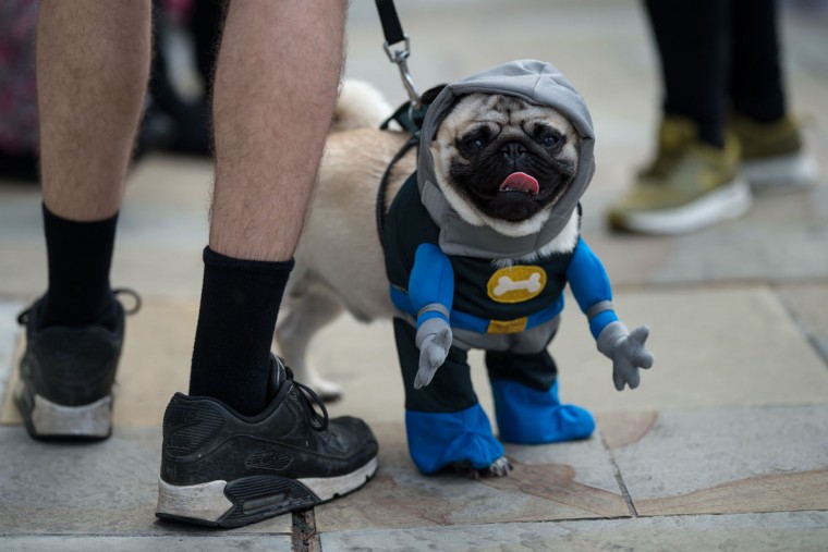 Pug dogs and their owners arrive at PugFest Manchester