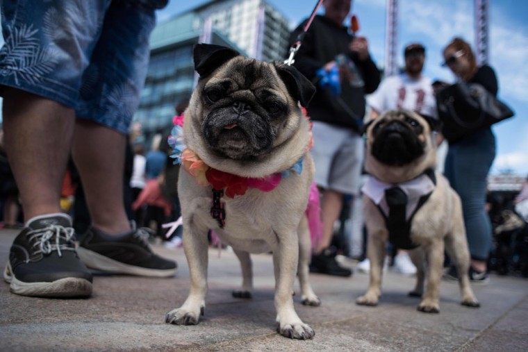 Pug dogs and their owners attend PugFest Manchester