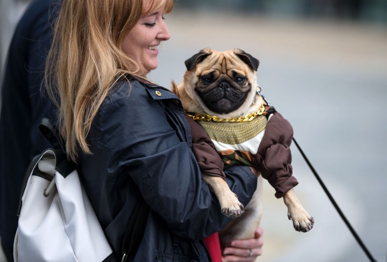 Pug dogs and their owners arrive at PugFest Manchester