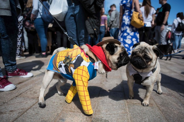 Pug dogs and their owners attend PugFest Manchester