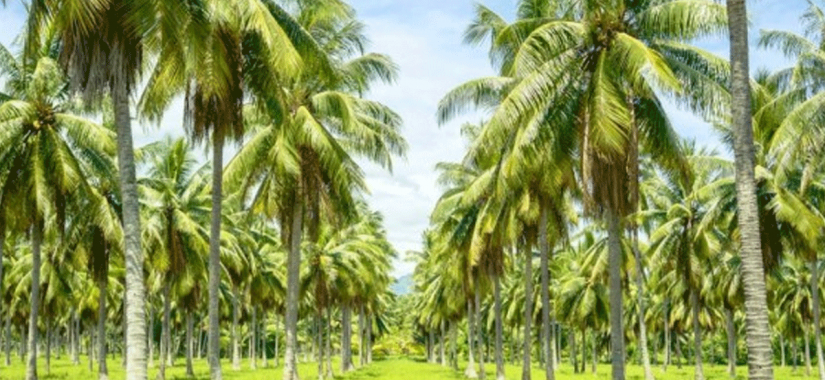 ගස් හෙළීමේ පනතට පොල් ගසත් ඇතුළත් කරන්න