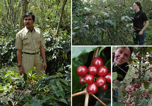 A local agronomist in Bali who helps maximise sustainable yields and Jen examining locally grown coffee cherries. A local agronomist in Bali who helps maximise sustainable yields and Jen examining locally grown coffee cherries.