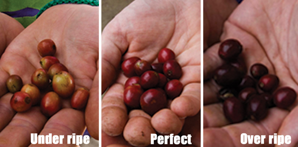 Cherry perfection Cherry perfection