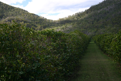 Coffee trees in perfect symmetry is a beauitiful sight to see. Unfortunately this sight is no more as the coffee trees at the Capricorn Estate have been bulldozed and pine trees have been planted in their place.