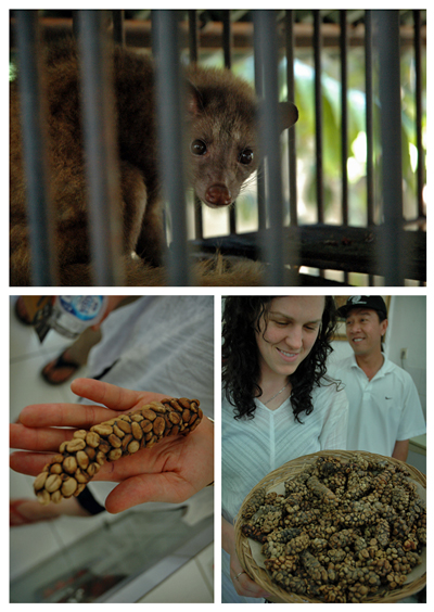 Kept in captivity the Civet Cat is supposed to eat only the choicest, most perfectly matured beans which it then excretes, partially digested, a few hours later for plantation workers to retrieve for roasting