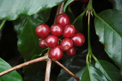 red cherries from an Arabica coffee plantation red cherries from an Arabica coffee plantation