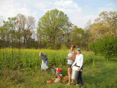 Society of St. Andrew Turnip Green Gleaning