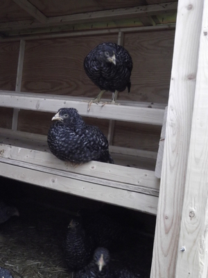 perching